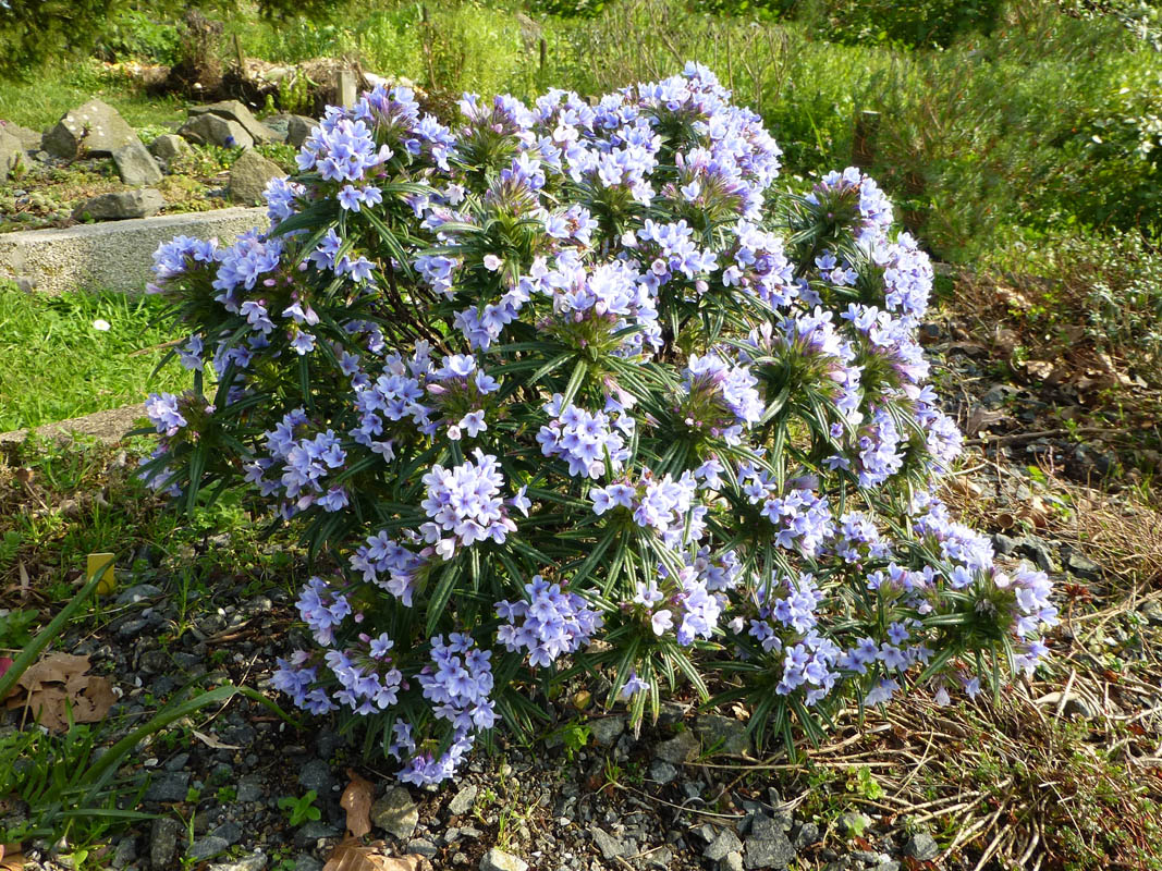 Lithodora zahnii photo